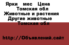 Ярки 7 мес › Цена ­ 1 - Томская обл. Животные и растения » Другие животные   . Томская обл.